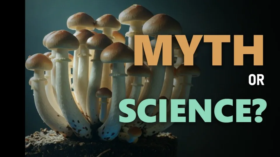 Penis Envy mushrooms are a potent strain with unique effects and history